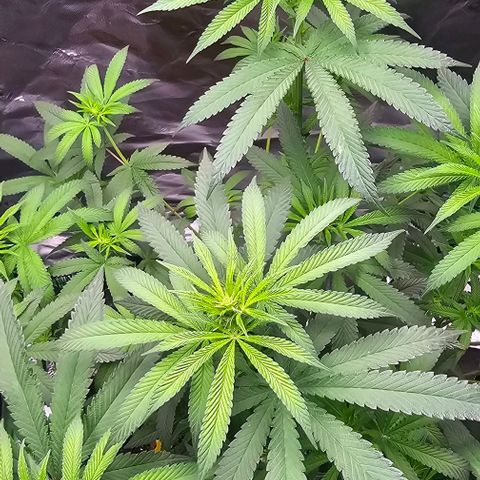 Strawberry Shortcake growlog timeline photo
