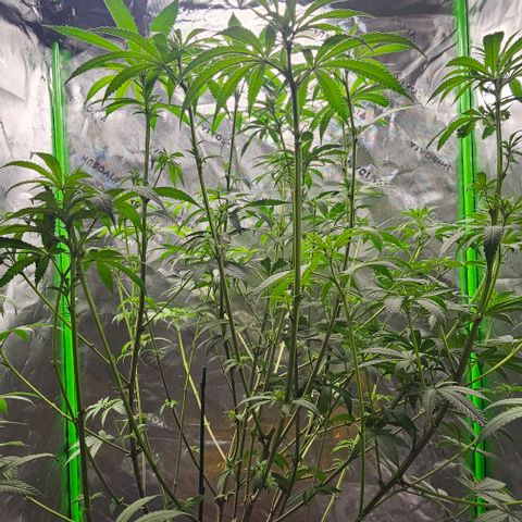 Strawberry Shortcake growlog timeline photo