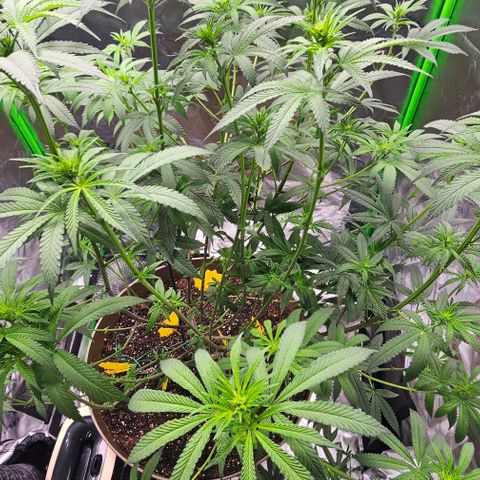 Strawberry Shortcake growlog timeline photo