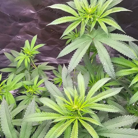 Strawberry Shortcake growlog timeline photo