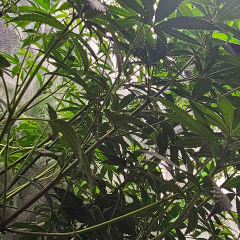 Strawberry Shortcake growlog timeline photo