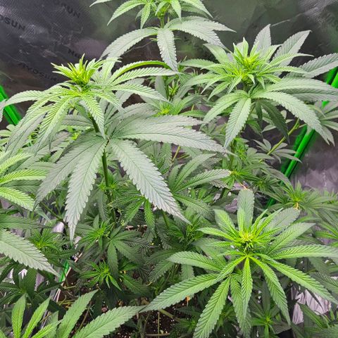 Strawberry Shortcake growlog timeline photo