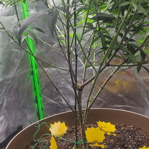 Strawberry Shortcake growlog timeline photo