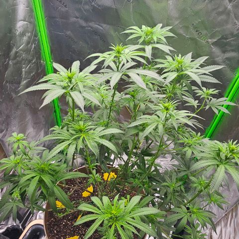 Strawberry Shortcake growlog timeline photo