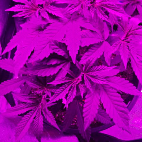 Gold Leaf growlog timeline photo