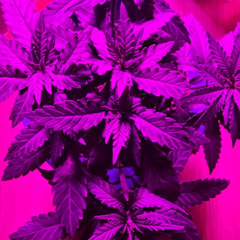 Watermelon Zkittlez growlog timeline photo