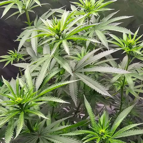 Strawberry Shortcake growlog timeline photo