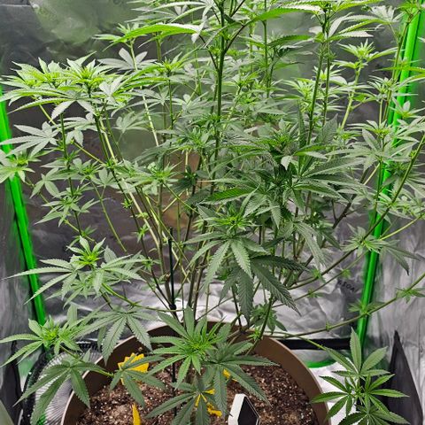 Strawberry Shortcake growlog timeline photo