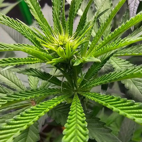 Strawberry Shortcake growlog timeline photo