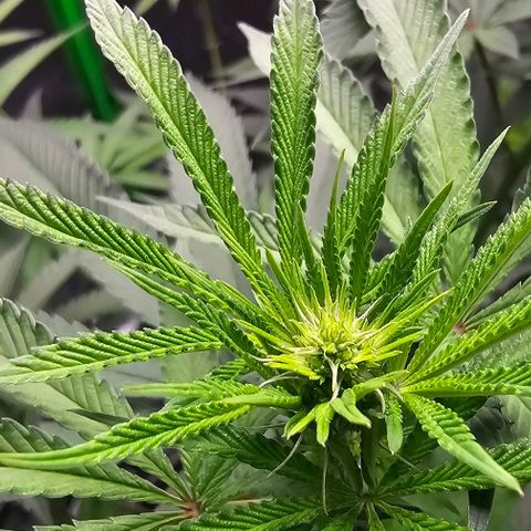 Strawberry Shortcake growlog timeline photo
