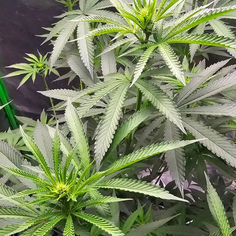 Strawberry Shortcake growlog timeline photo