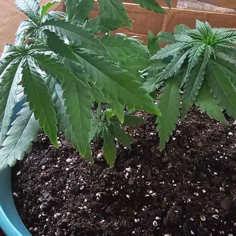 Watermelon Zkittlez growlog timeline photo