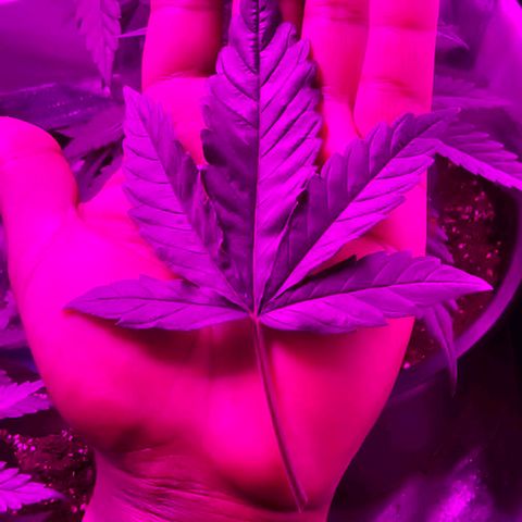 Watermelon Zkittlez growlog timeline photo