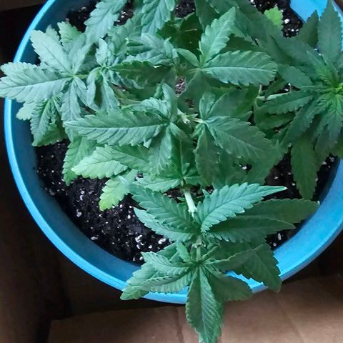 Watermelon Zkittlez growlog timeline photo