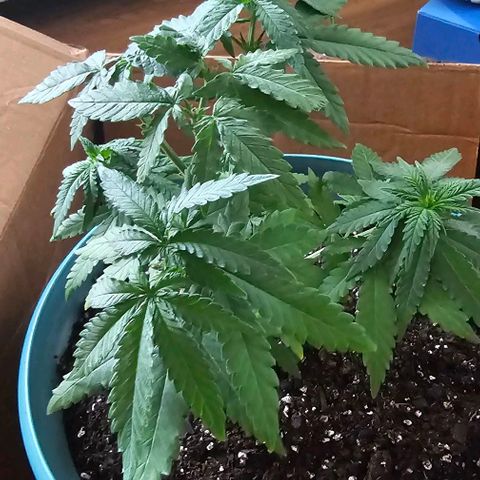 Watermelon Zkittlez growlog timeline photo