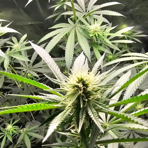 Strawberry Shortcake growlog photo: Week 3 of flowering 