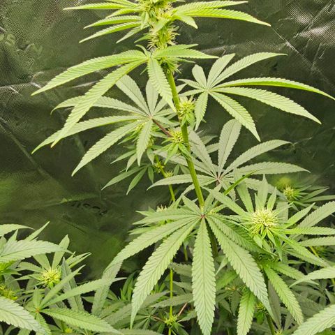 Strawberry Shortcake growlog photo: Week 3 of flowering 