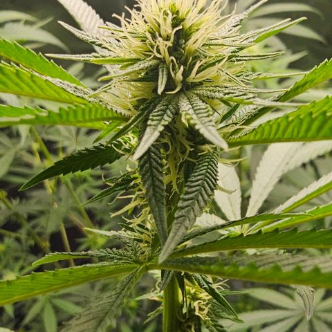 Strawberry Shortcake growlog photo: Week 3 of flowering 