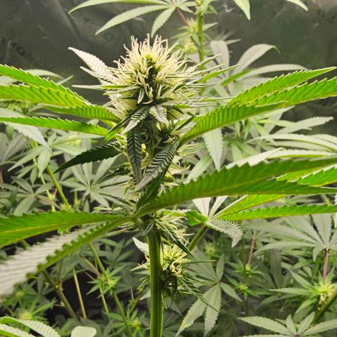 Strawberry Shortcake growlog photo: Week 3 of flowering 