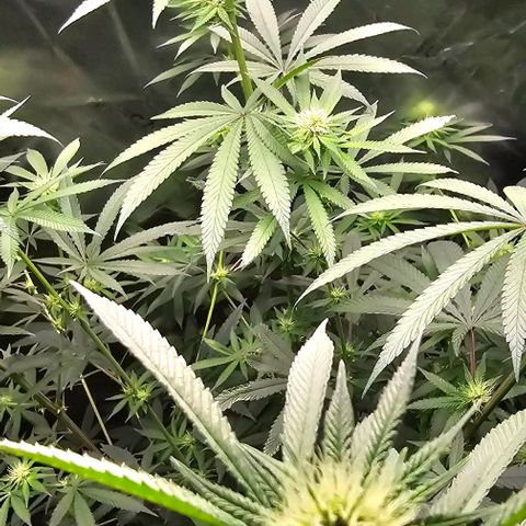 Strawberry Shortcake growlog photo: Week 3 of flowering 