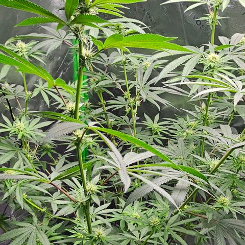 Strawberry Shortcake growlog photo: Week 3 of flowering 