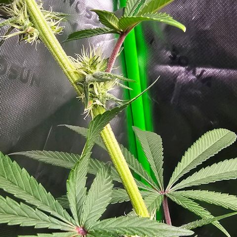 Strawberry Shortcake growlog photo: Week 3 of flowering 