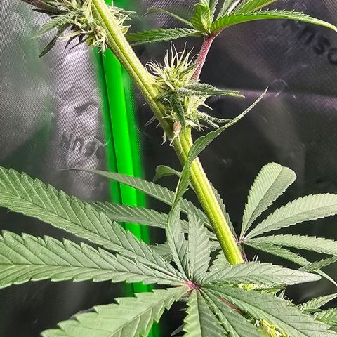 Strawberry Shortcake growlog photo: Week 3 of flowering 