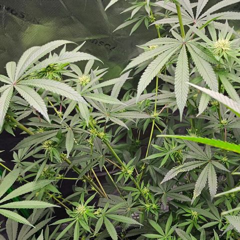 Strawberry Shortcake growlog photo: Week 3 of flowering 
