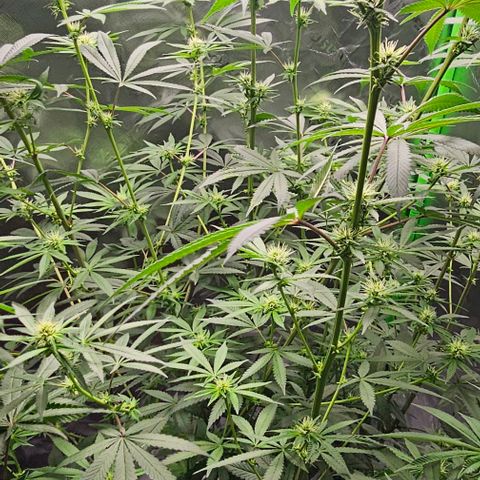Strawberry Shortcake growlog photo: Week 3 of flowering 