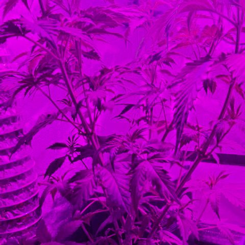 Gold Leaf growlog timeline photo