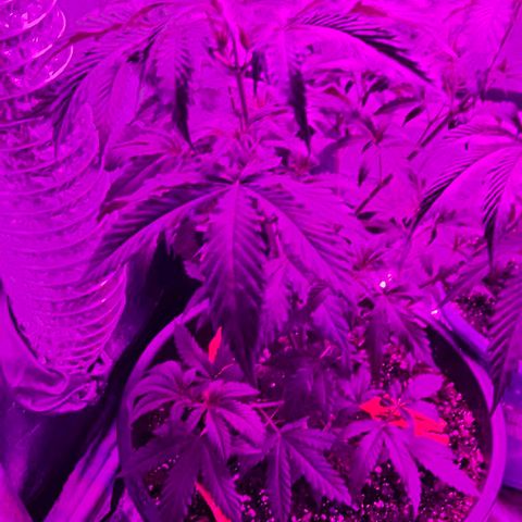 Gold Leaf growlog timeline photo
