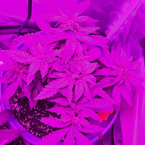 Watermelon Zkittlez growlog timeline photo