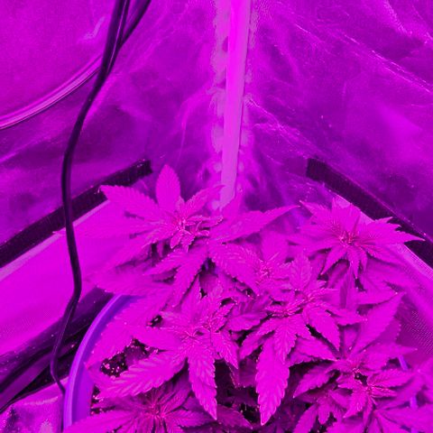 Watermelon Zkittlez growlog timeline photo