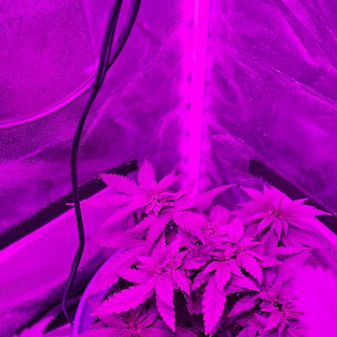 Watermelon Zkittlez growlog timeline photo