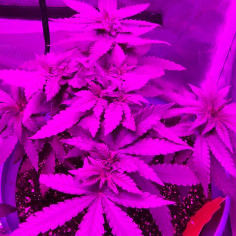 Watermelon Zkittlez growlog timeline photo