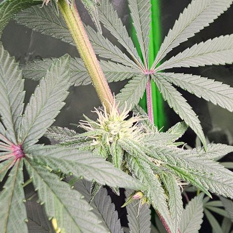 Strawberry Shortcake growlog timeline photo