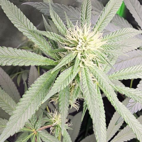 Strawberry Shortcake growlog timeline photo