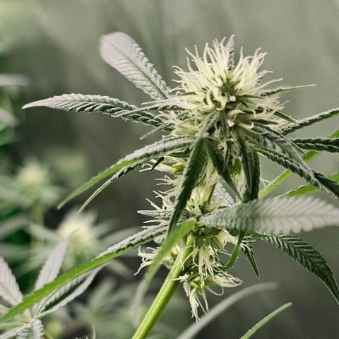 Strawberry Shortcake growlog timeline photo
