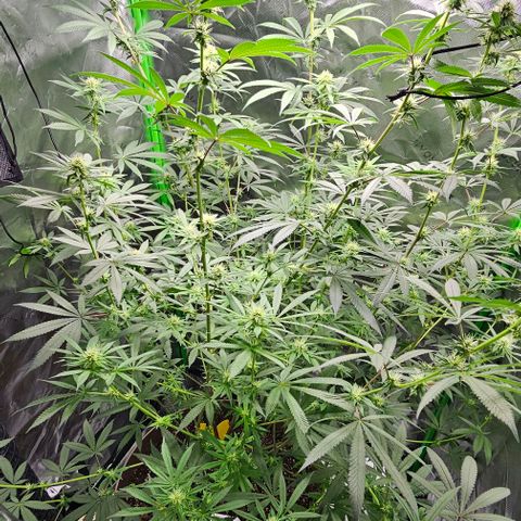 Strawberry Shortcake growlog timeline photo