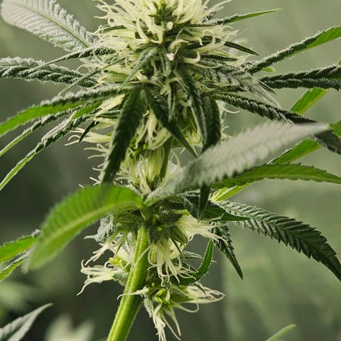 Strawberry Shortcake growlog timeline photo