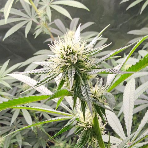 Strawberry Shortcake growlog timeline photo