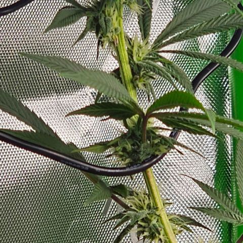 Strawberry Shortcake growlog timeline photo