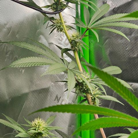 Strawberry Shortcake growlog timeline photo