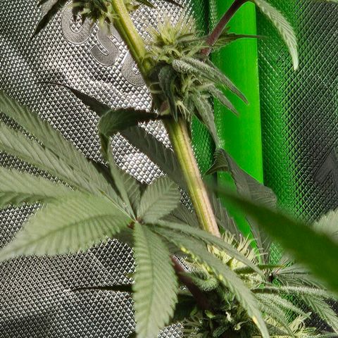 Strawberry Shortcake growlog timeline photo