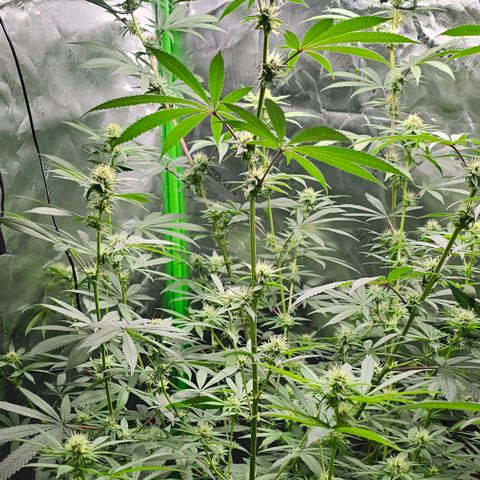 Strawberry Shortcake growlog timeline photo