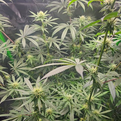 Strawberry Shortcake growlog timeline photo
