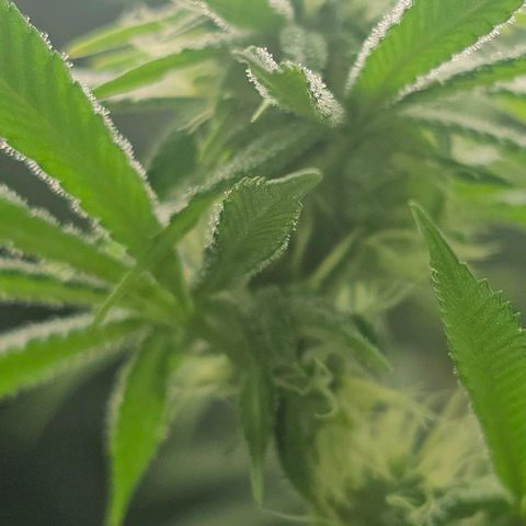 Strawberry Shortcake growlog timeline photo