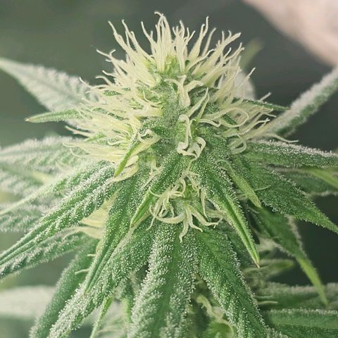 Strawberry Shortcake growlog timeline photo