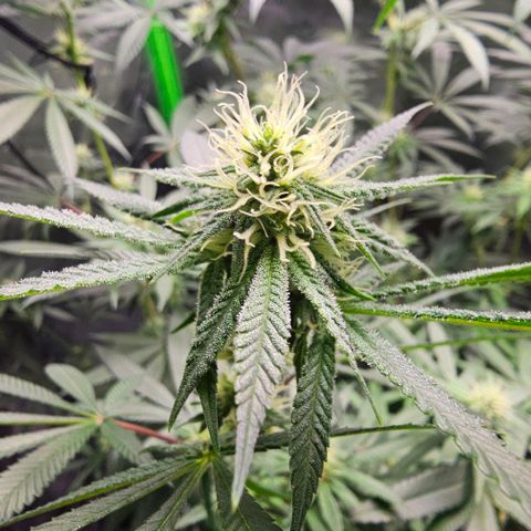 Strawberry Shortcake growlog timeline photo