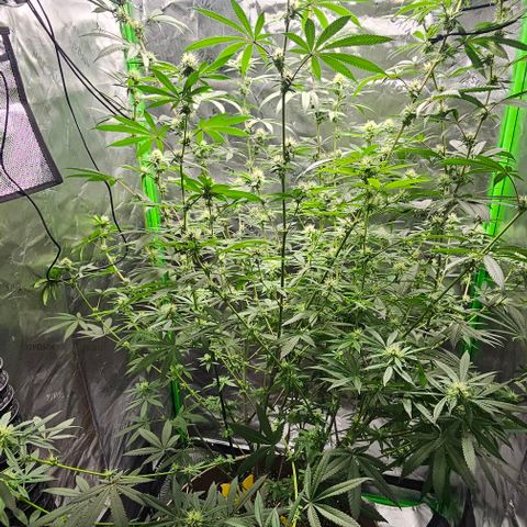 Strawberry Shortcake growlog timeline photo